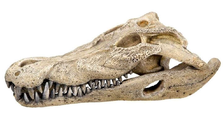 Nobby Aquariendeko Aqua Ornaments Krokodilschädel